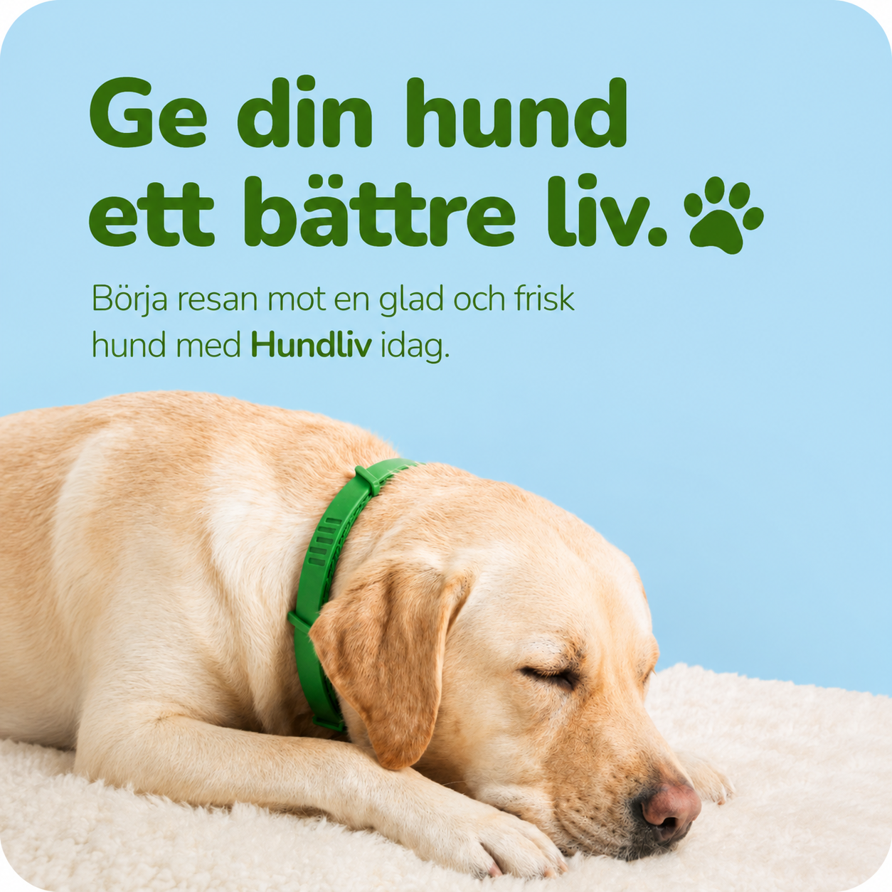 FästingSkydd